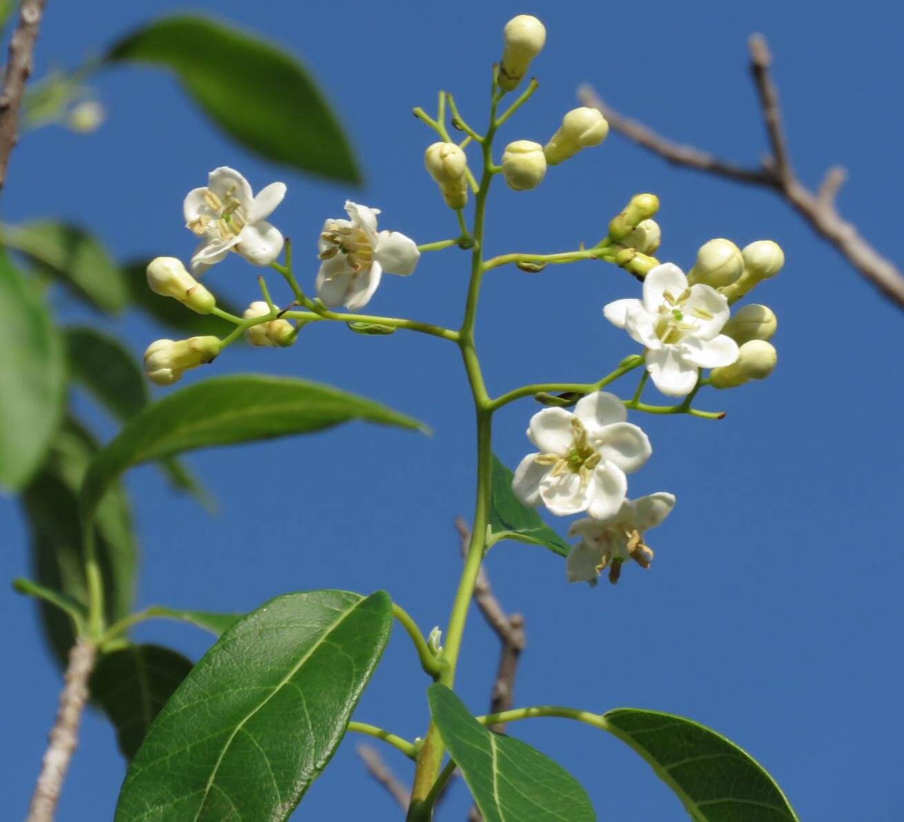 Bourreria pulchra